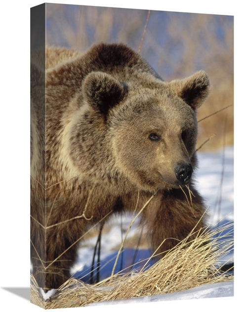 Global Gallery GCS-452349-1218-142 12 x 18 in. Brown Bear Eating Dry G