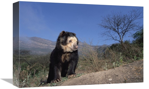 Global Gallery GCS-451506-1218-142 12 x 18 in. Spectacled Bear in Dry 