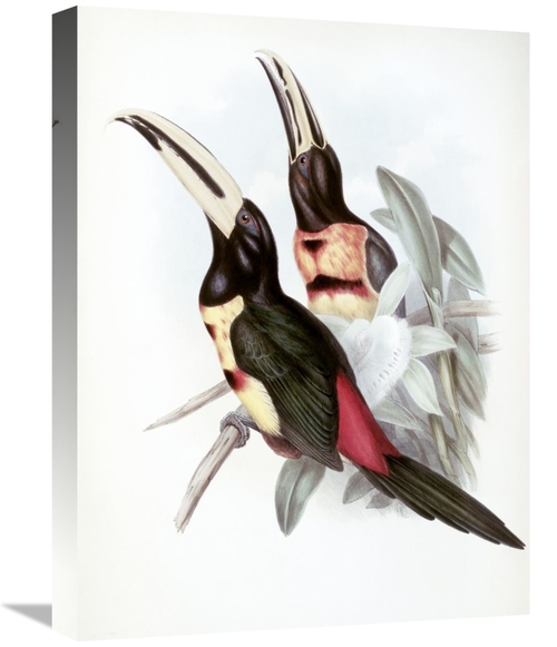 Global Gallery GCS-277782-22-142 22 in. Red-Rumped Aracari - Toucan Ar