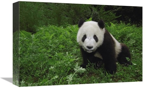 Global Gallery GCS-453072-1218-142 12 x 18 in. Giant Panda Looking At 