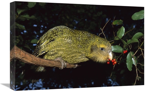 Global Gallery GCS-451744-1624-142 16 x 24 in. Kakapo Feeding on Suppl