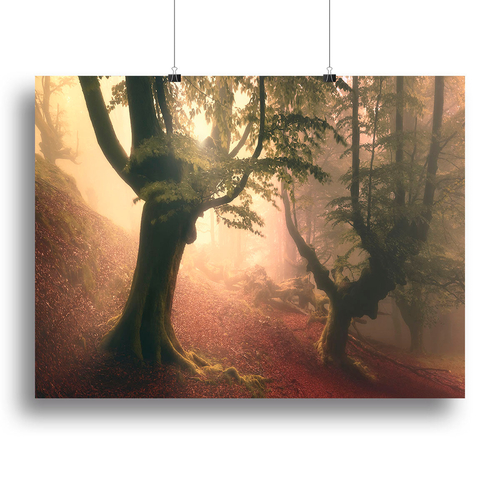Fangorn Forest Canvas Print or Poster