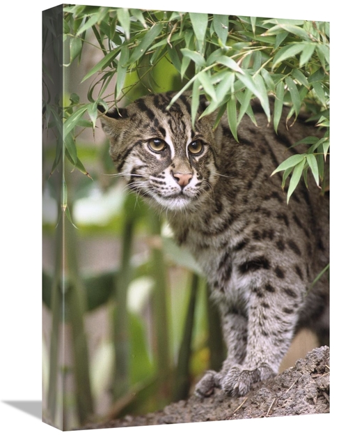 Global Gallery GCS-450828-1218-142 12 x 18 in. Fishing Cat Portrait&#4