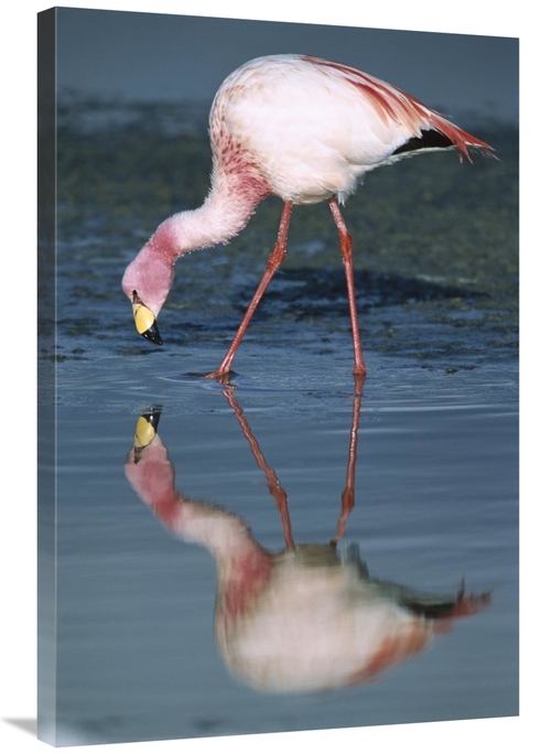 Global Gallery GCS-451648-2436-142 24 x 36 in. Puna Flamingo Feeding i