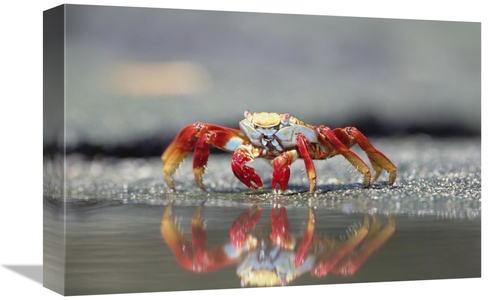 Global Gallery GCS-395590-1218-142 12 x 18 in. Sally Lightfoot Crab Fe