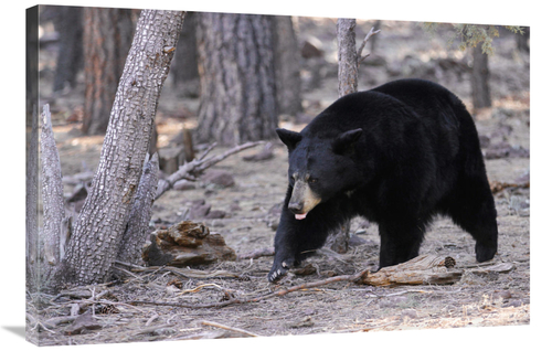 Global Gallery GCS-486530-36-142 36 in. Spring Black Bear Art Print - 