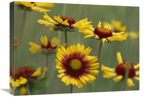 Global Gallery GCS-396060-1824-142 18 x 24 in. Indian Blanket Flowers 