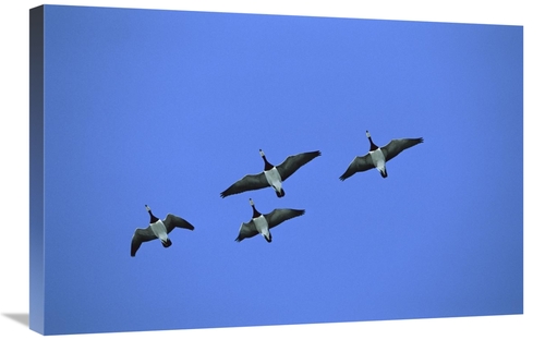 Global Gallery GCS-452547-2030-142 20 x 30 in. Barnacle Goose Flock of