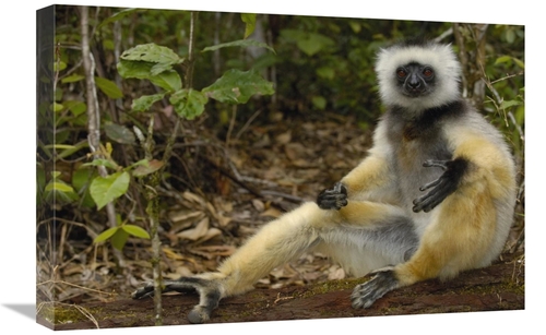 Global Gallery GCS-453032-1624-142 16 x 24 in. Diademed Sifaka, Ma
