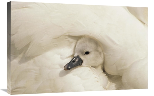 Global Gallery GCS-395573-2436-142 24 x 36 in. Mute Swan Cygnet Under 