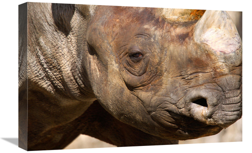 Global Gallery GCS-486601-22-142 22 in. Rhino Art Print - Vic Schendel