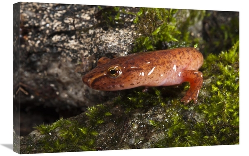 Global Gallery GCS-397929-2030-142 20 x 30 in. Northern Spring Salaman