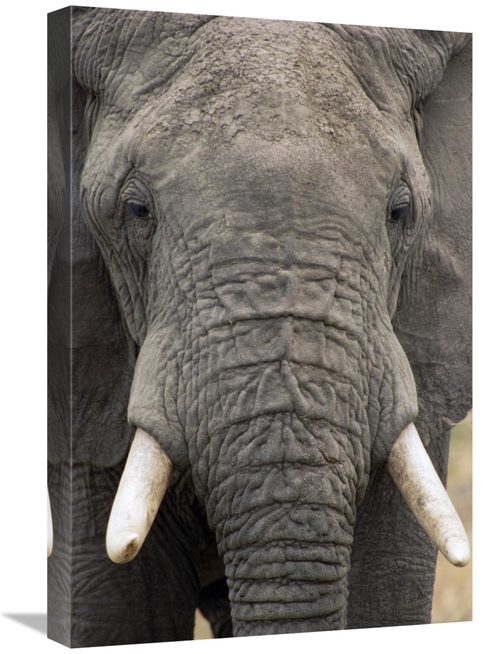 Global Gallery GCS-452804-1624-142 16 x 24 in. African Elephant Face&#