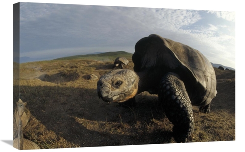 Global Gallery GCS-451387-2030-142 20 x 30 in. Galapagos Giant Tortois