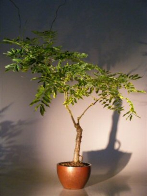 Flowering Japanese Wisteria Bonsai Tree(wisteria floribunda)