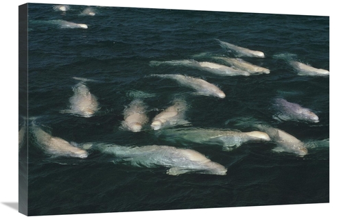 Global Gallery GCS-450726-2030-142 20 x 30 in. Beluga Whale, Group