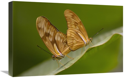 Global Gallery GCS-453091-1624-142 16 x 24 in. Julia Butterfly Pair Ma