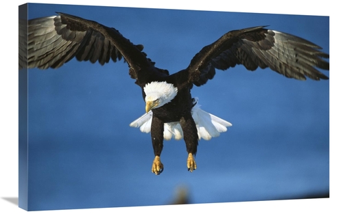 Global Gallery GCS-453293-2030-142 20 x 30 in. Bald Eagle Flying, 