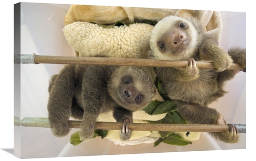 Global Gallery GCS-395855-2030-142 20 x 30 in. Hoffmanns Two-Toed Slot