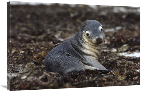 Global Gallery GCS-452993-2436-142 24 x 36 in. Australian Sea Lion Pup