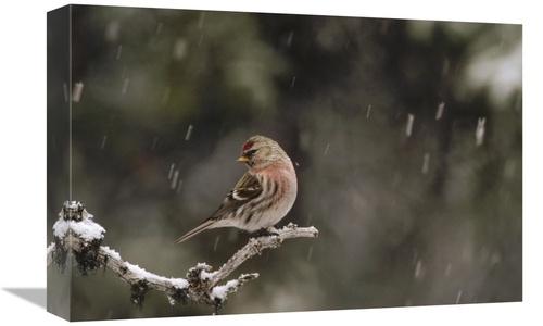 Global Gallery GCS-451889-1218-142 12 x 18 in. Common Redpoll Male in 