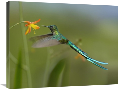 Global Gallery GCS-396830-2432-142 24 x 32 in. Long-Tailed Sylph Feedi