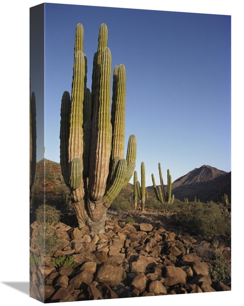 Global Gallery GCS-395627-1218-142 12 x 18 in. Cardon Cacti in Dry Arr