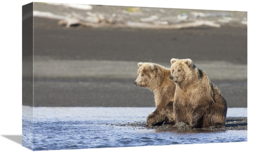 12 x 18 in. Grizzly Bear Yearlings on Shore, Katmai National Park&