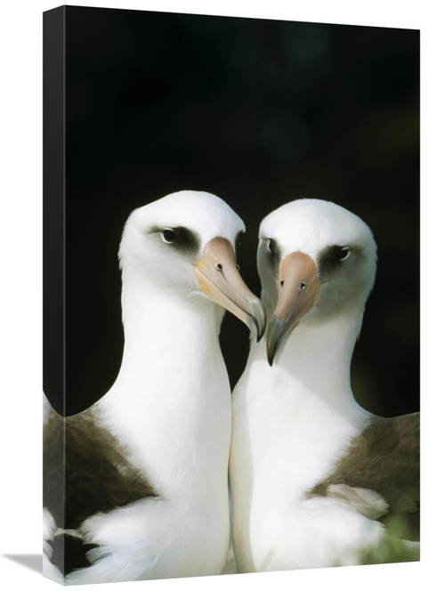 Global Gallery GCS-451422-1624-142 16 x 24 in. Laysan Albatross Pair B
