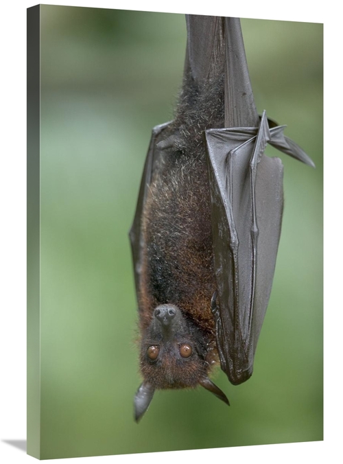 Global Gallery GCS-398075-2030-142 20 x 30 in. Flying Fox Art Print - 