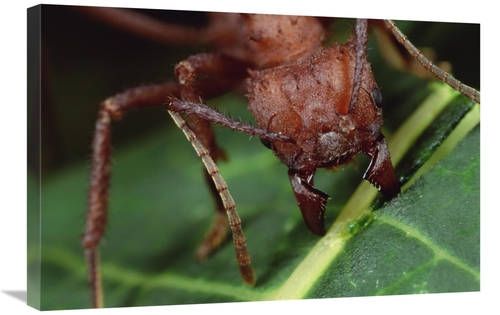 Global Gallery GCS-450768-2030-142 20 x 30 in. Leafcutter Ant Worker C