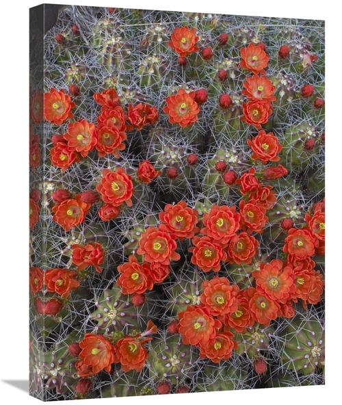 Global Gallery GCS-452104-1824-142 18 x 24 in. Claret Cup Cactus Detai