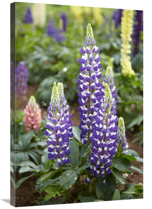 Global Gallery GCS-398324-2436-142 24 x 36 in. Lupine Flowers Art Prin