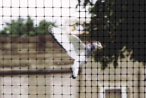 Bird-X NET-STD-100-14 - Netting Standard - 100 x 14 Feet