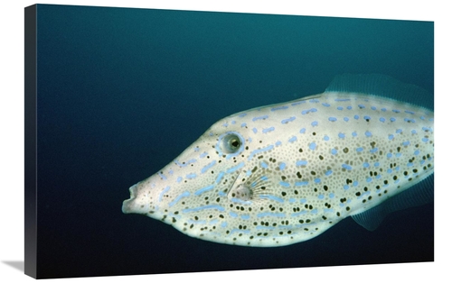 Global Gallery GCS-450781-2030-142 20 x 30 in. Scrawled Filefish Portr