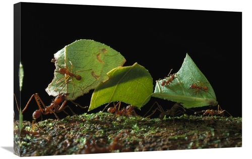 Global Gallery GCS-450774-2030-142 20 x 30 in. Leafcutter Ant Ants Tak