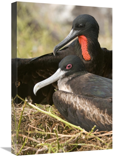Global Gallery GCS-397372-1624-142 16 x 24 in. Magnificent Frigatebird