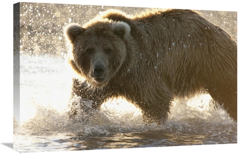 Global Gallery GCS-395471-2030-142 20 x 30 in. Grizzly Bear Foraging f