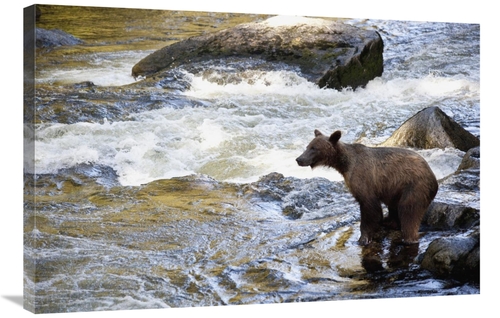 Global Gallery GCS-395464-2436-142 24 x 36 in. Grizzly Bear Fishing Al