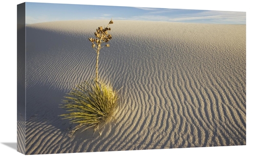 Global Gallery GCS-398521-1624-142 16 x 24 in. Soaptree Yucca Growing 