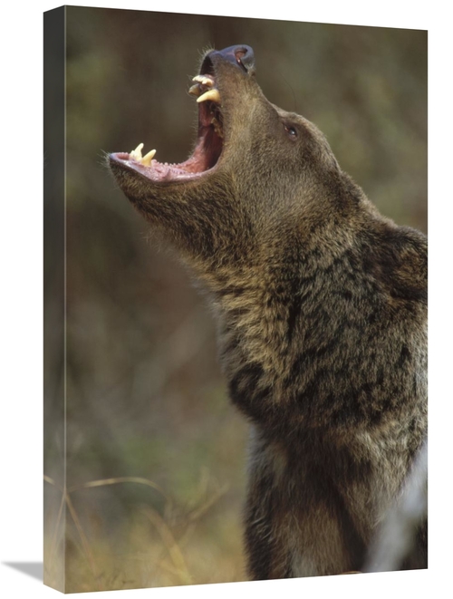 Global Gallery GCS-396045-1624-142 16 x 24 in. Grizzly Bear Calling&#4