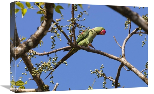 Global Gallery GCS-453633-1624-142 16 x 24 in. Alexandrine Parakeet&#4