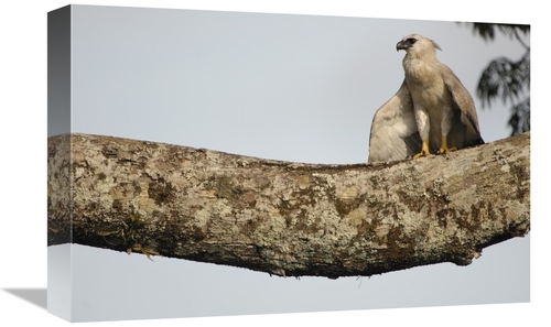 Global Gallery GCS-453206-1218-142 12 x 18 in. Harpy Eagle Chick in A 