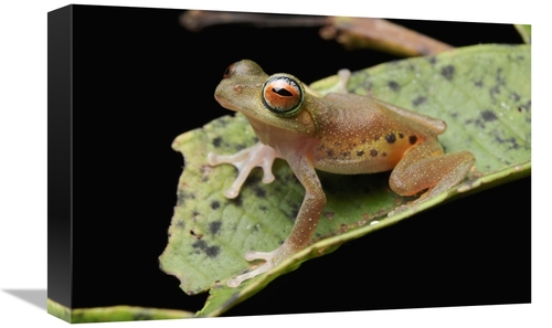 Global Gallery GCS-397544-1218-142 12 x 18 in. Masked Treefrog, Sa