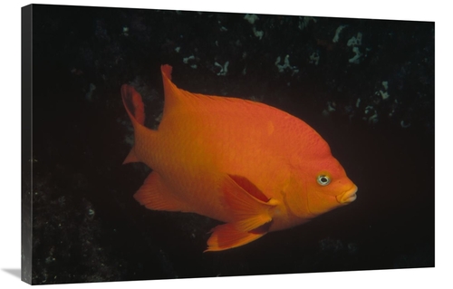 Global Gallery GCS-450616-2436-142 24 x 36 in. Garibaldi Adult Portrai