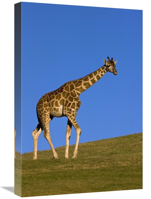 Global Gallery GCS-398145-1624-142 16 x 24 in. Rothschild Giraffe Walk