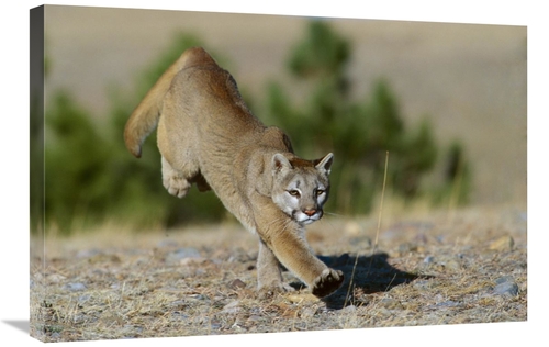 Global Gallery GCS-452287-2030-142 20 x 30 in. Mountain Lion Running&#