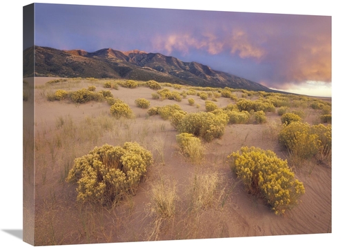 Global Gallery GCS-397130-1824-142 18 x 24 in. Sagewort on Sand Dune&#