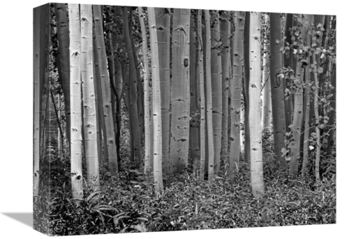 Global Gallery GCS-460933-1216-142 12 x 16 in. Aspen Trees & Fireweed&