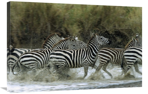 Global Gallery GCS-452552-2436-142 24 x 36 in. Burchells Zebra Herd